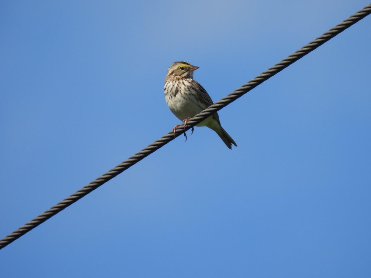 Savannah Sparrow - ML618241980