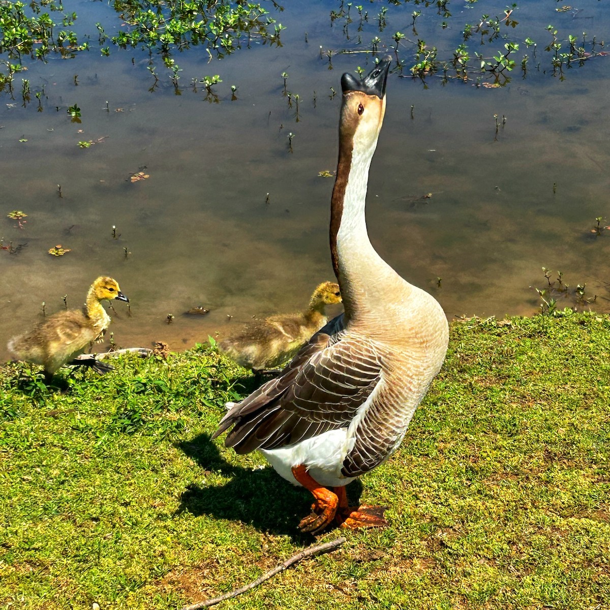 Swan Goose (Domestic type) - ML618242017