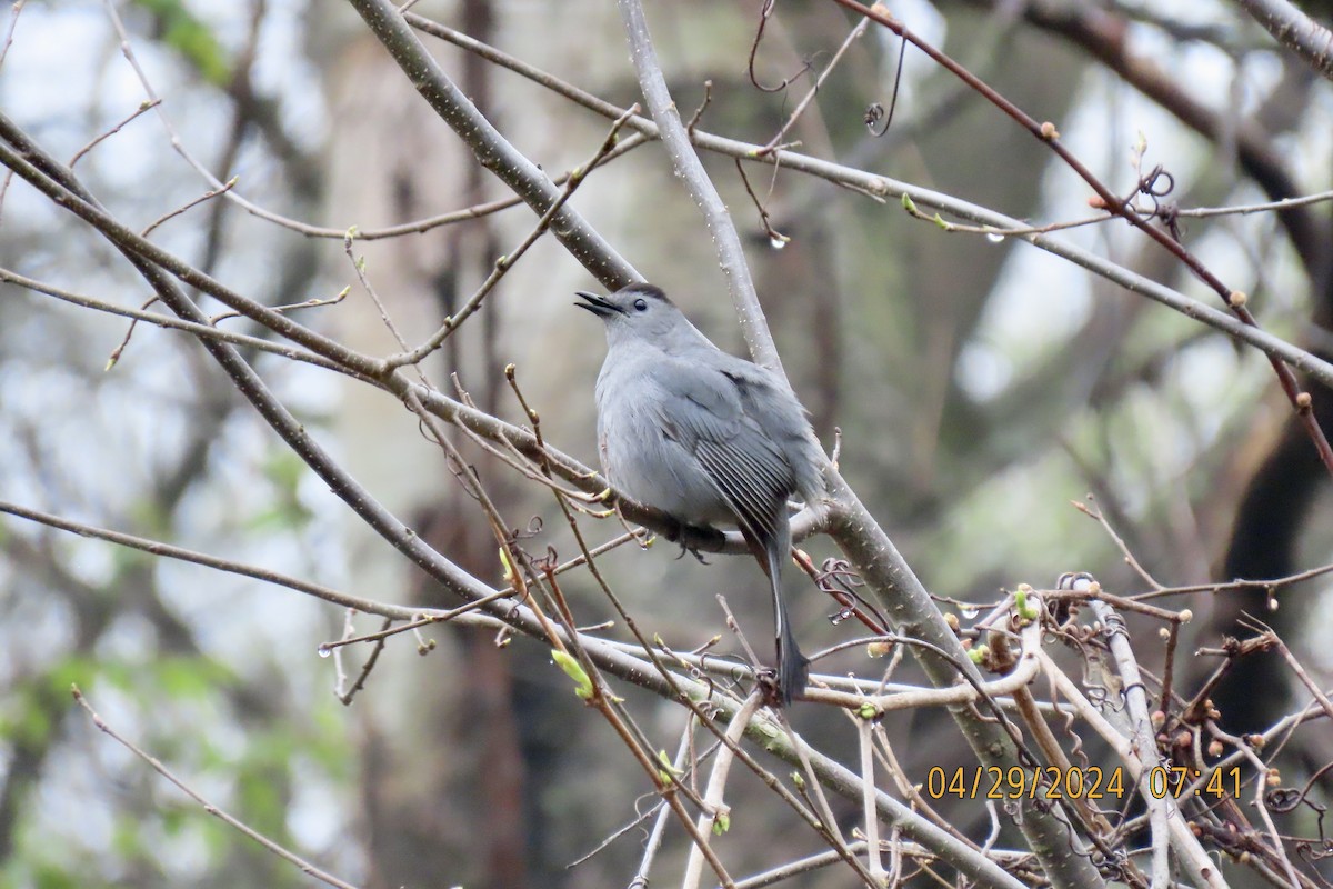 Gray Catbird - ML618242021