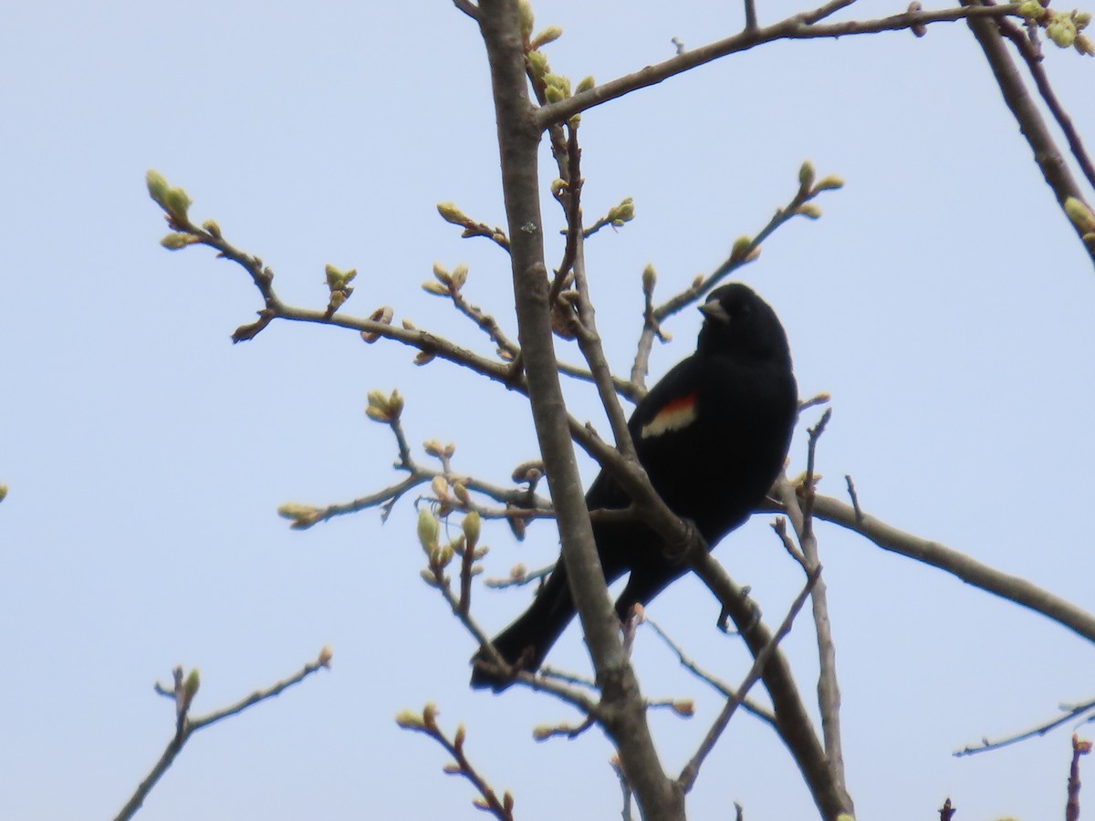 Red-winged Blackbird - ML618242052
