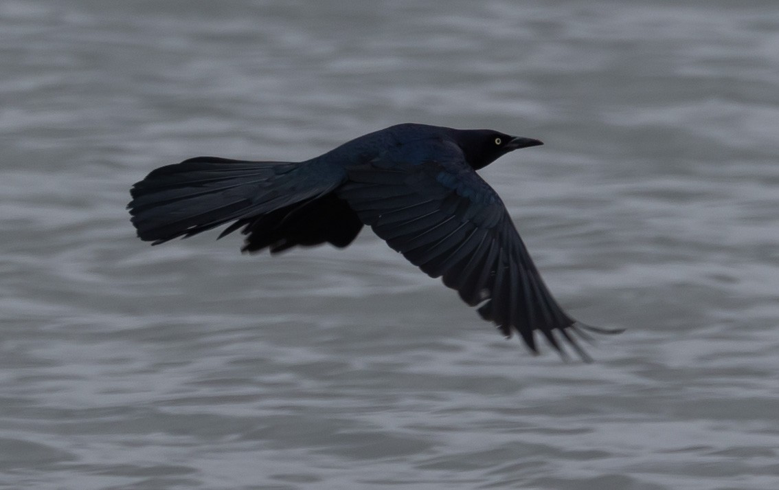 Great-tailed Grackle - ML618242055