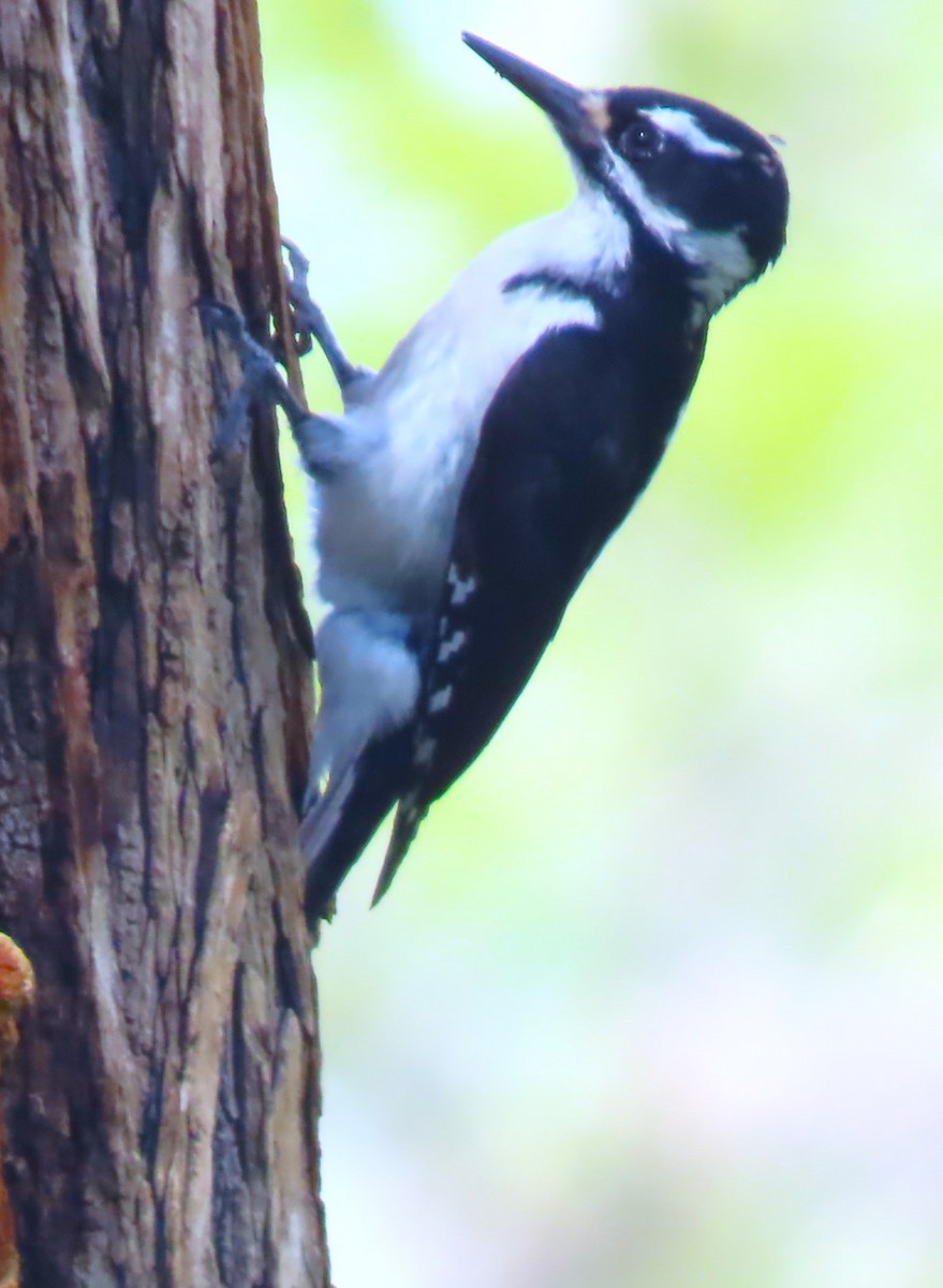 Hairy Woodpecker (Rocky Mts.) - ML618242081