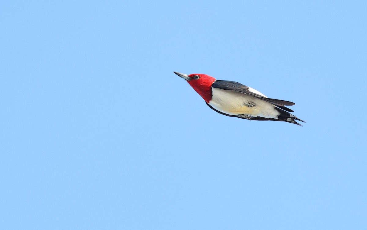 Red-headed Woodpecker - Brandon Holden