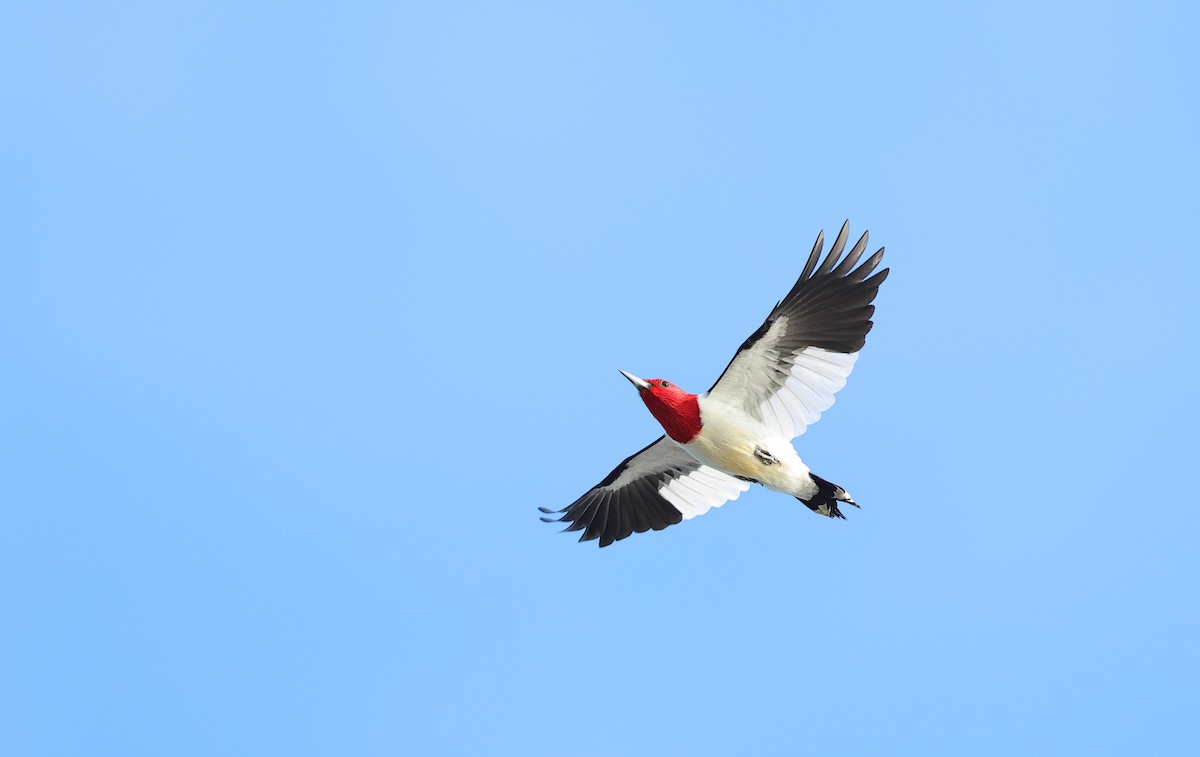 Red-headed Woodpecker - ML618242092