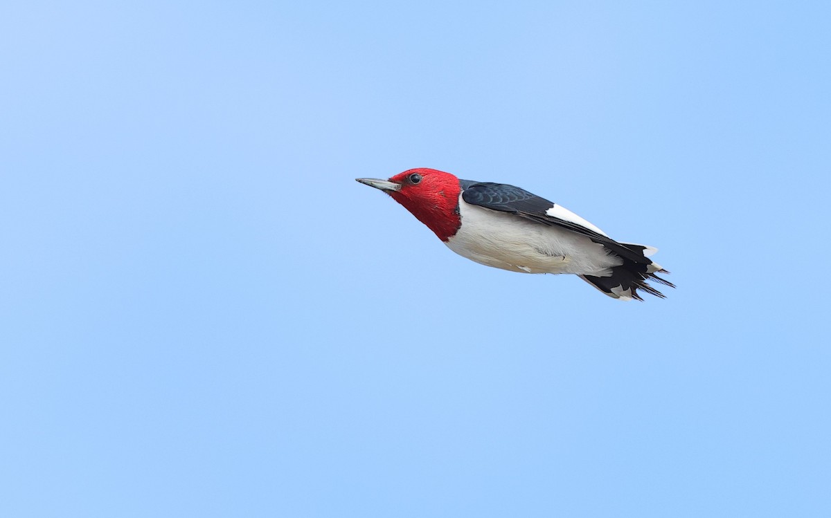 Red-headed Woodpecker - ML618242093