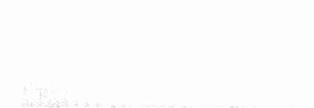 Trogon élégant (groupe ambiguus) - ML618242095