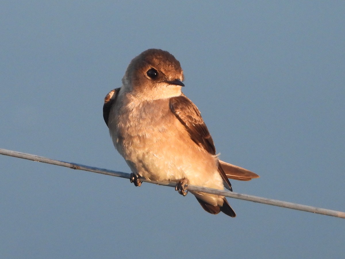 Northern Rough-winged Swallow - ML618242108