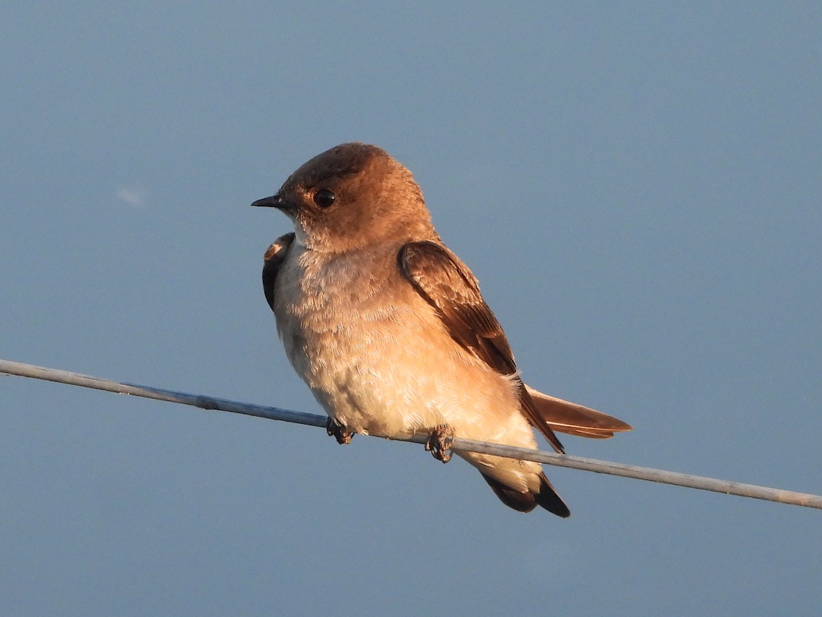 Northern Rough-winged Swallow - ML618242126