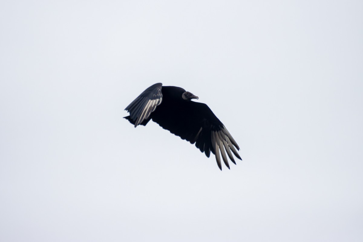 Black Vulture - ML618242134