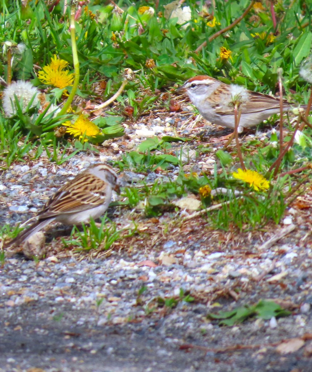 Chipping Sparrow - ML618242155