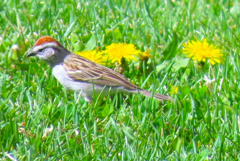 Chipping Sparrow - ML618242156
