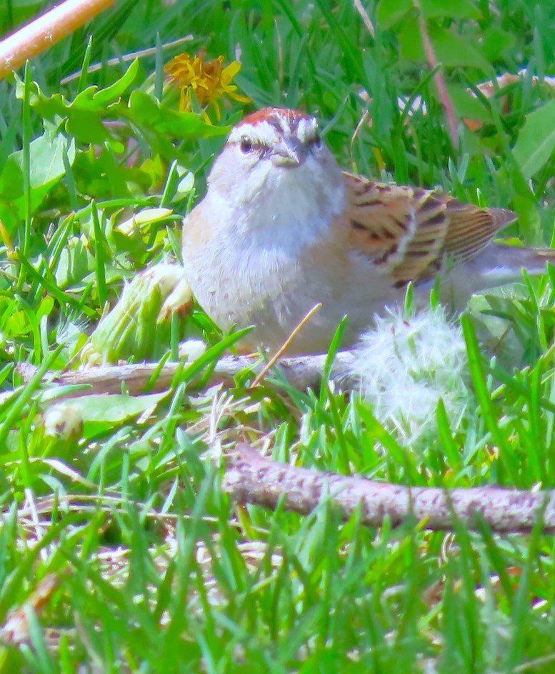 Chipping Sparrow - ML618242157