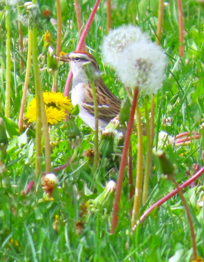 Chipping Sparrow - ML618242161