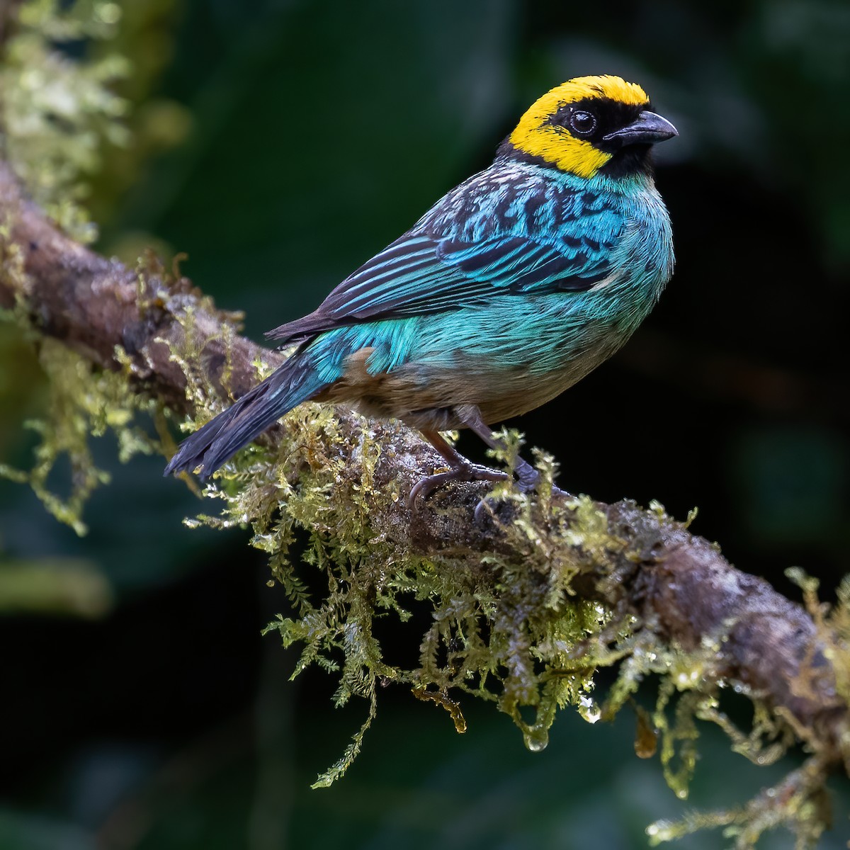 Saffron-crowned Tanager - ML618242169