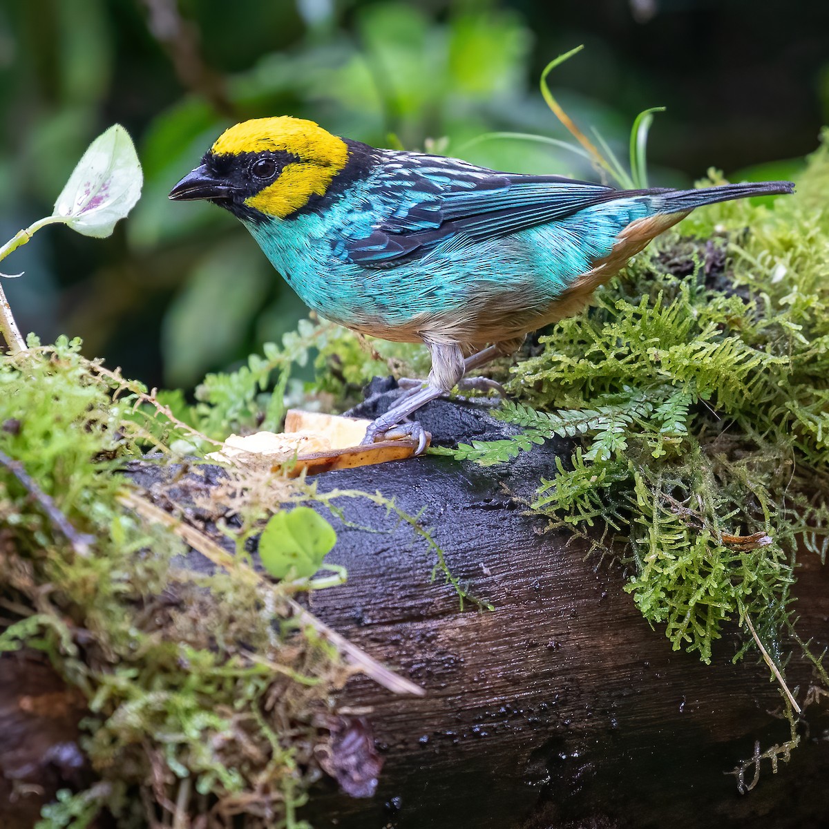 Saffron-crowned Tanager - ML618242170
