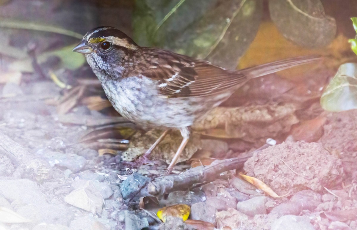 White-throated Sparrow - ML618242222