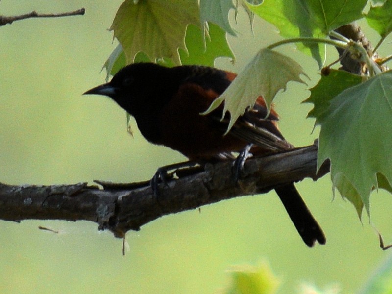 Orchard Oriole - ML618242227