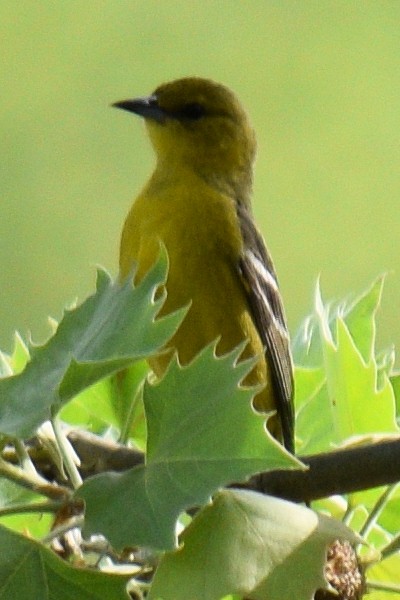 Orchard Oriole - ML618242231