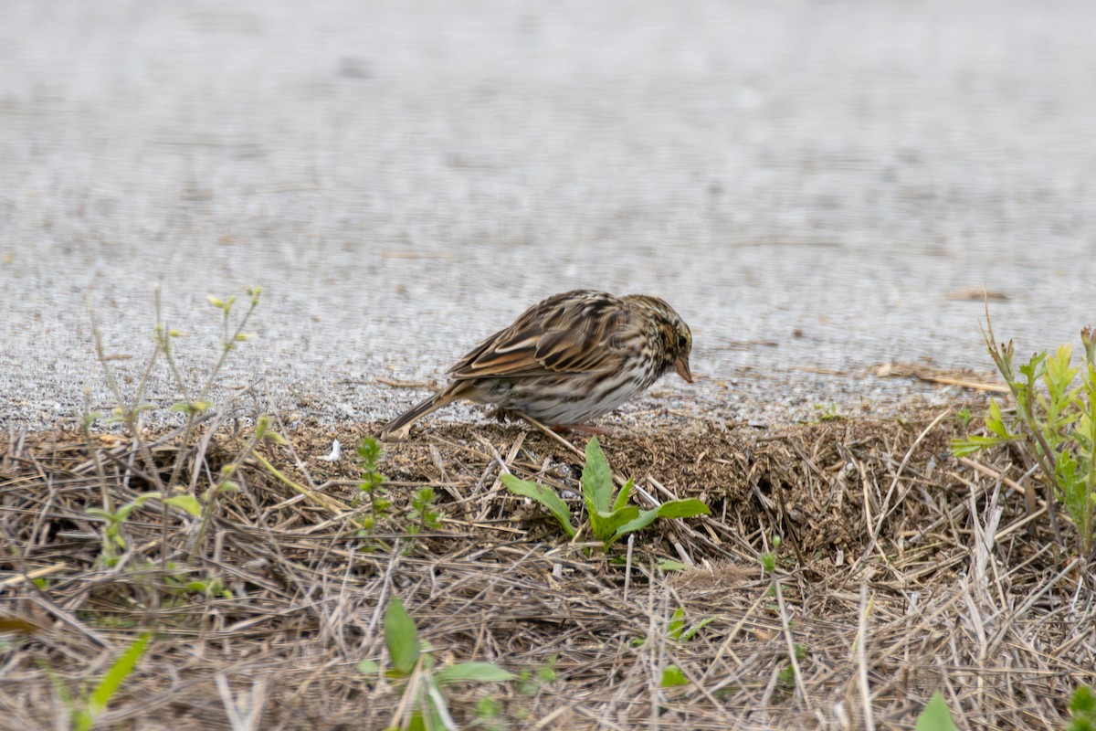 Savannah Sparrow - ML618242232
