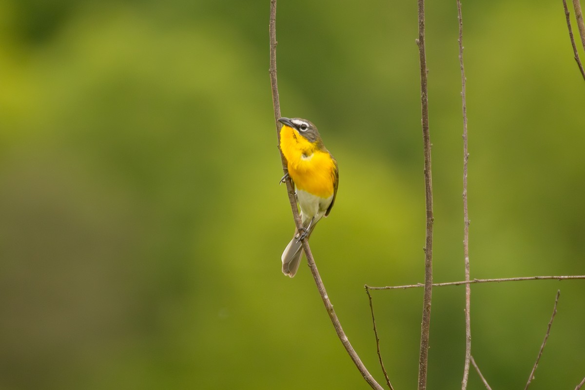 Yellow-breasted Chat - ML618242247