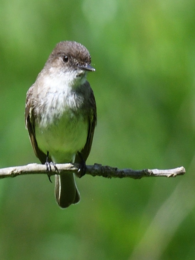 Eastern Wood-Pewee - Colin Fisher