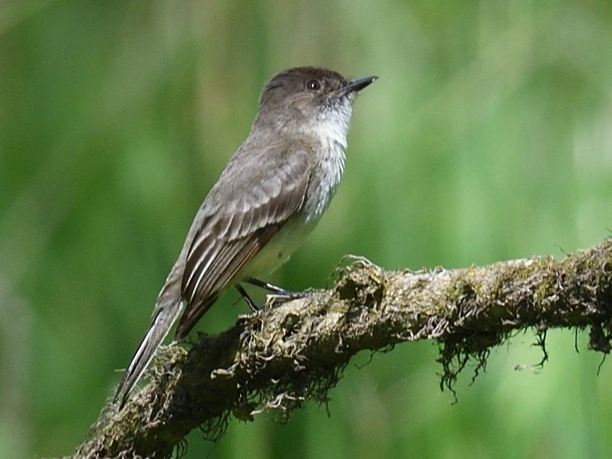 Eastern Wood-Pewee - Colin Fisher