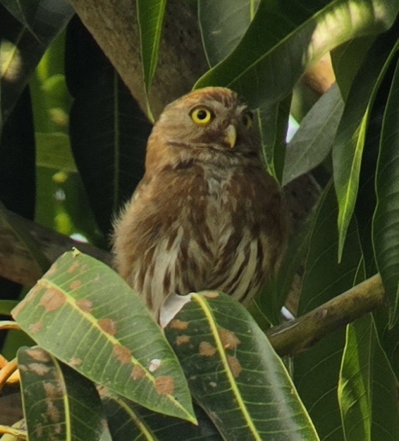 Ferruginous Pygmy-Owl - ML618242261
