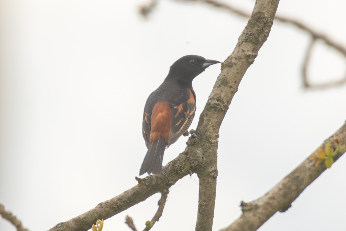 Orchard Oriole - ML618242278