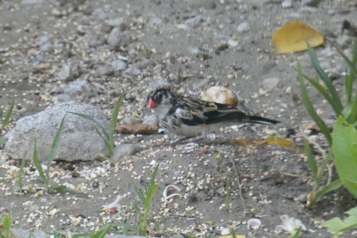 Pin-tailed Whydah - ML618242286