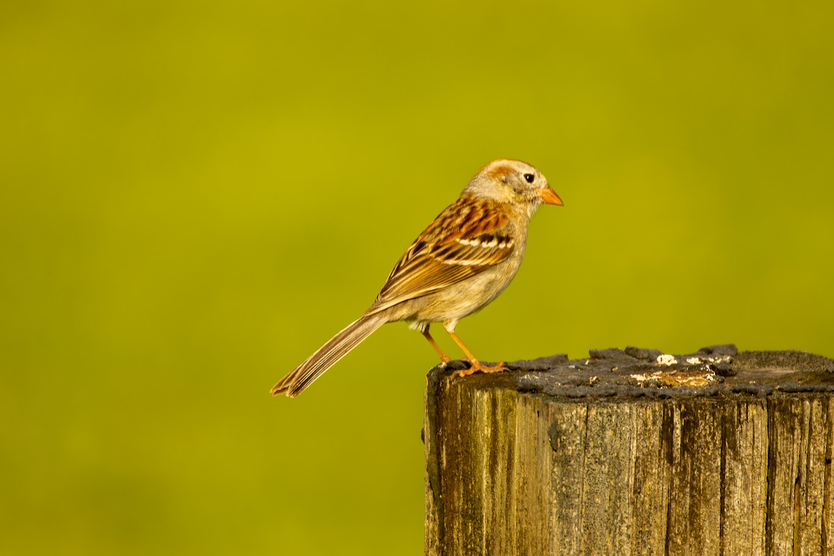 Field Sparrow - Peter Hinow