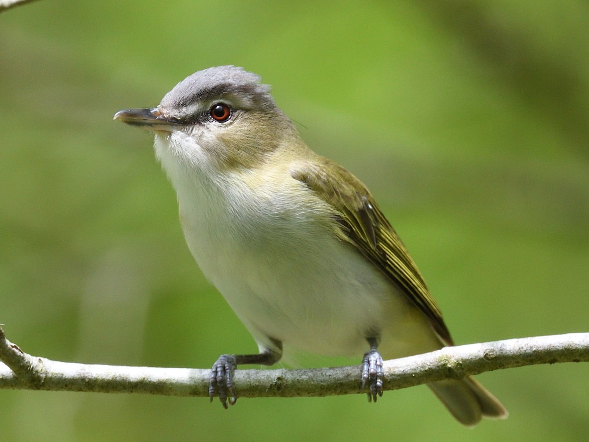 Red-eyed Vireo - Colin Fisher