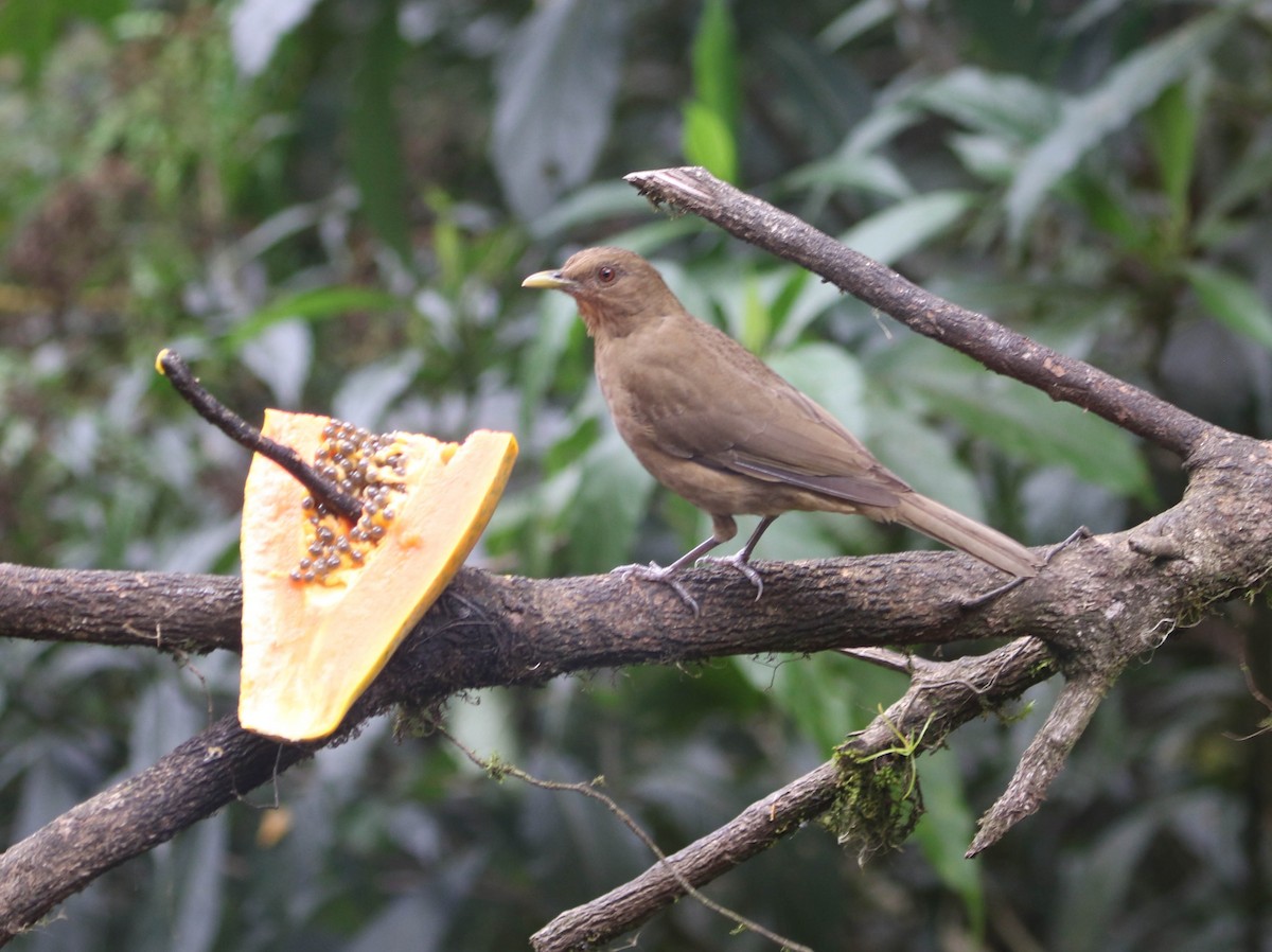 Clay-colored Thrush - Roger Higbee