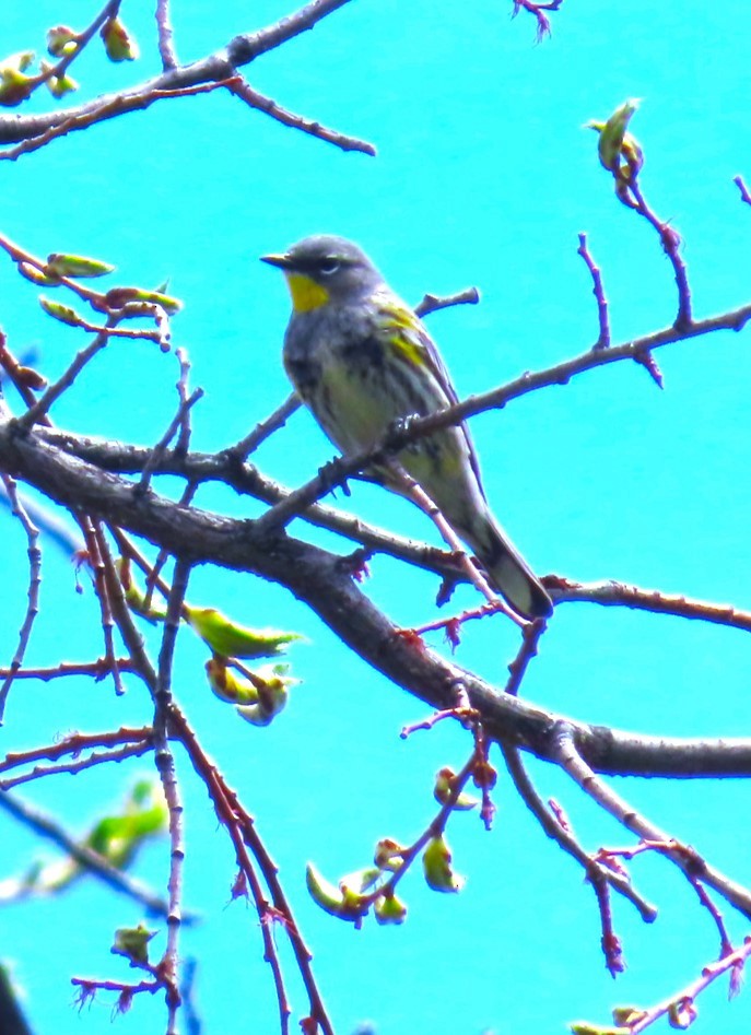 Yellow-rumped Warbler (Audubon's) - ML618242383