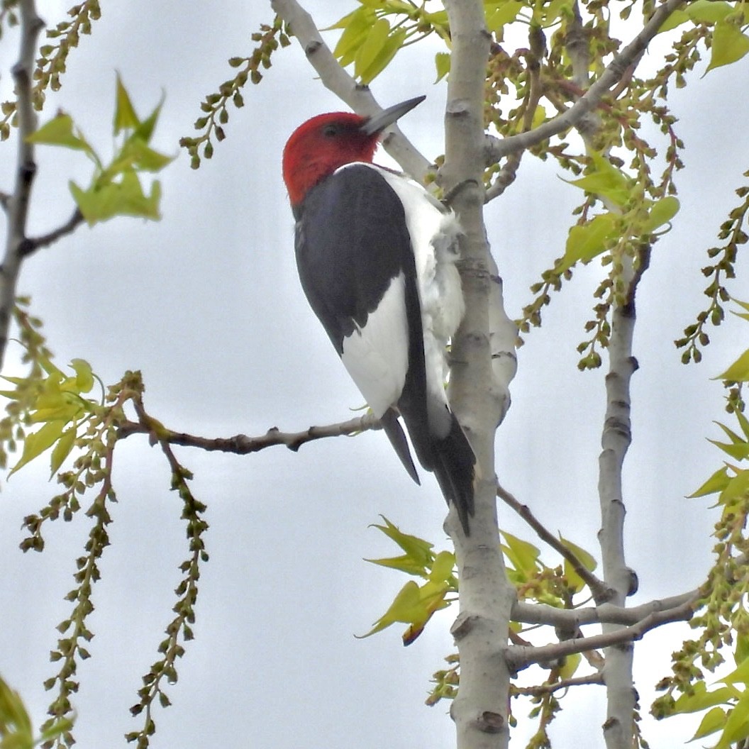 Red-headed Woodpecker - Deb Diane
