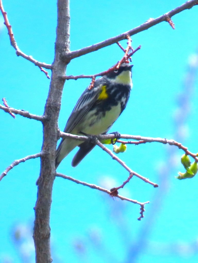 Yellow-rumped Warbler (Myrtle x Audubon's) - Patrick O'Driscoll