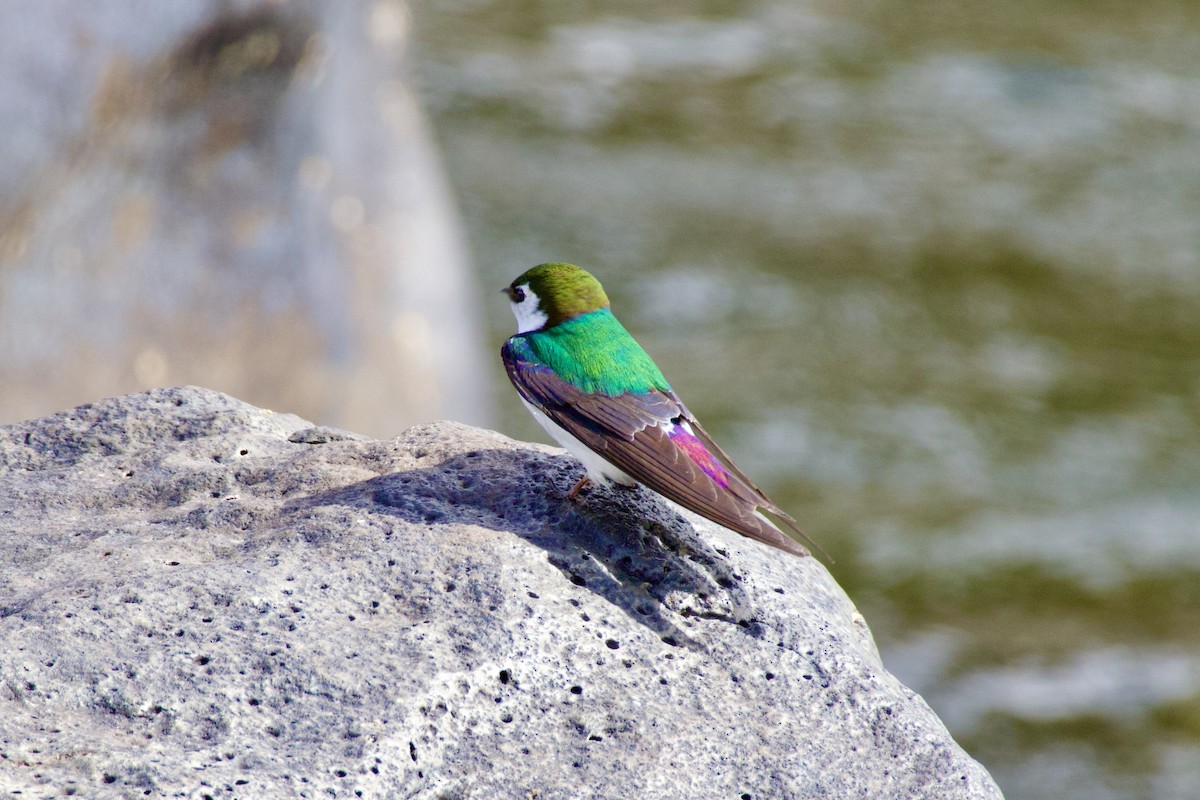 Violet-green Swallow - ML618242441