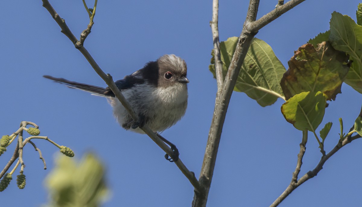 Long-tailed Tit - Francisco Pires