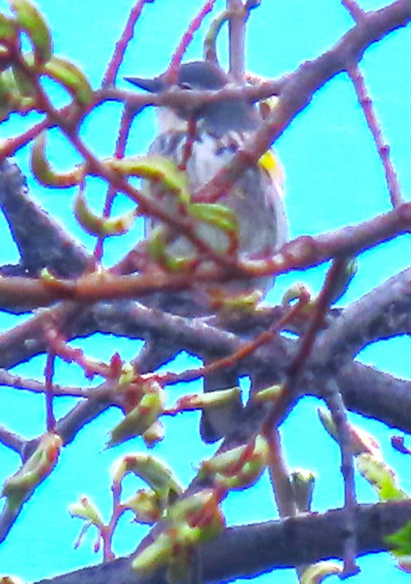 Yellow-rumped Warbler (Myrtle) - ML618242465