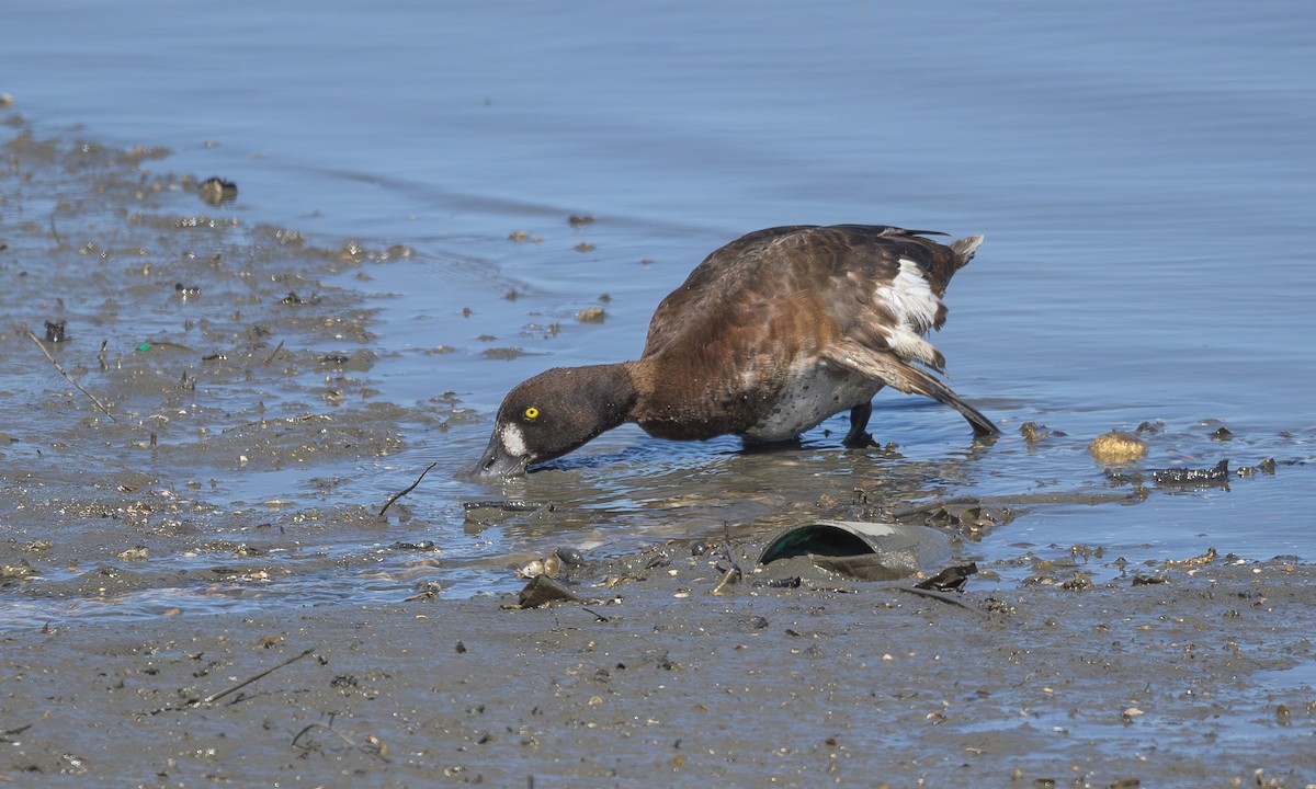 Greater Scaup - ML618242478