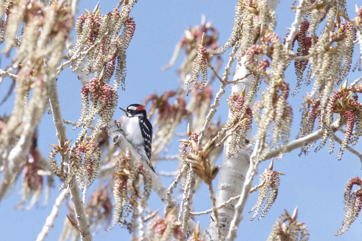 Downy Woodpecker - ellery walch