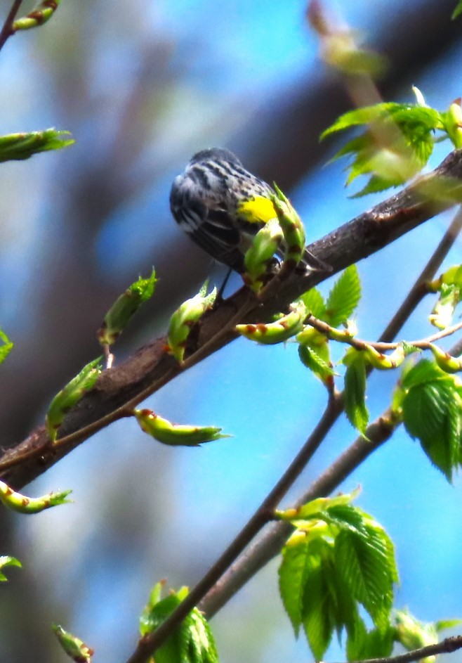 Yellow-rumped Warbler (Myrtle) - Patrick O'Driscoll