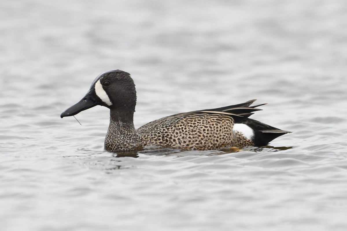 Blue-winged Teal - ML618242530