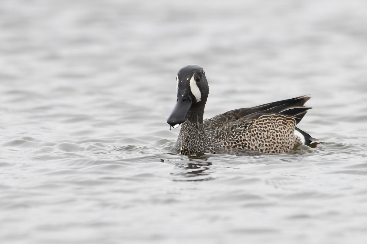 Blue-winged Teal - ML618242531