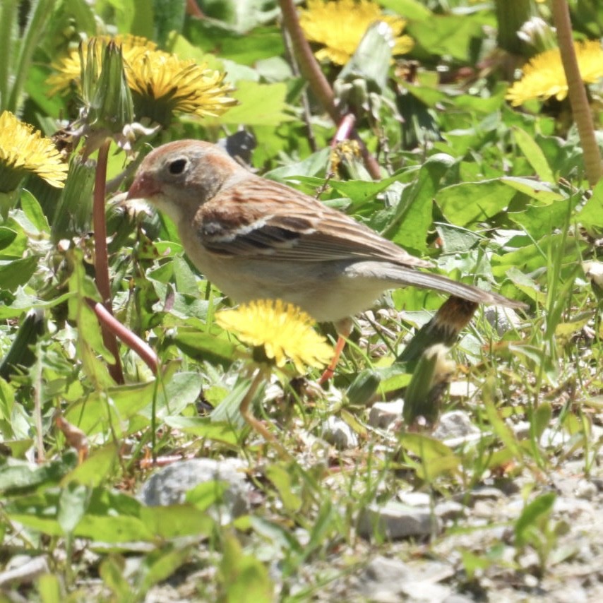 Field Sparrow - Deb Diane