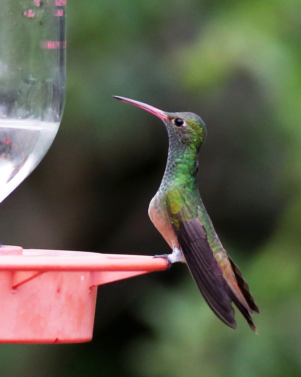 Buff-bellied Hummingbird - Marceline VandeWater