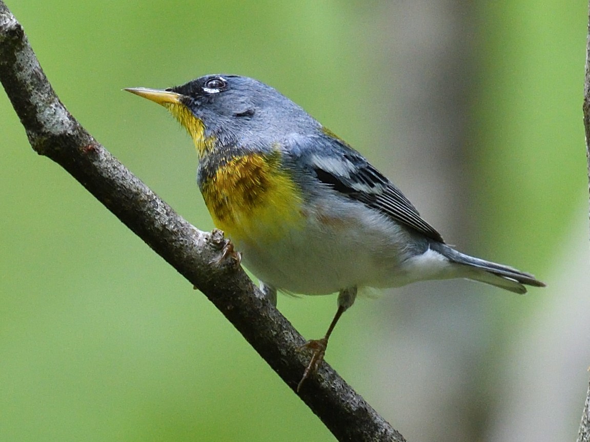 Northern Parula - Colin Fisher