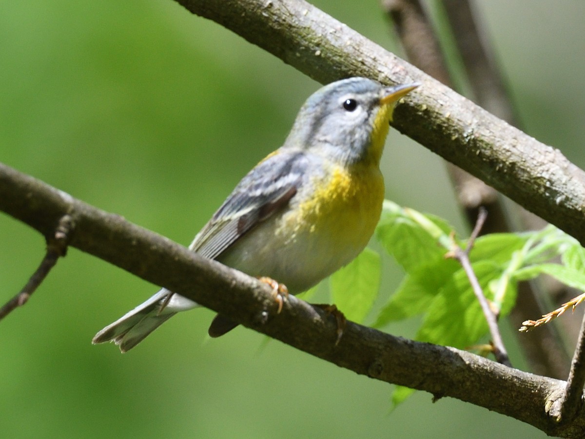 Northern Parula - Colin Fisher