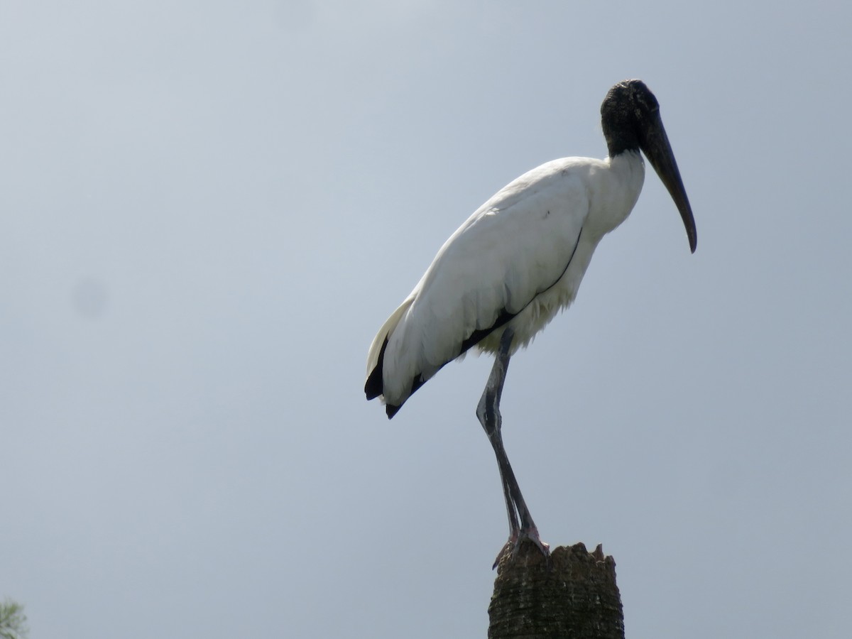 Wood Stork - karl  schmidt