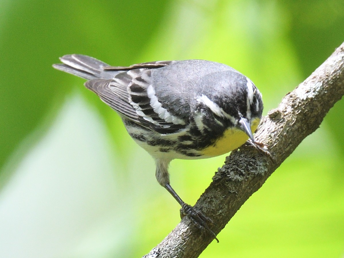 Yellow-throated Warbler - Colin Fisher