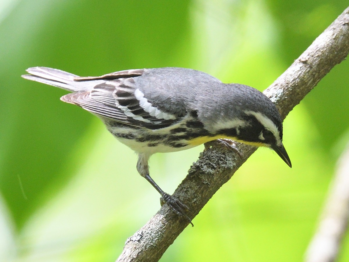 Yellow-throated Warbler - Colin Fisher